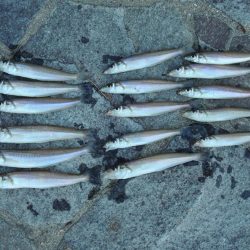 落ちギス釣り　群れは小さい