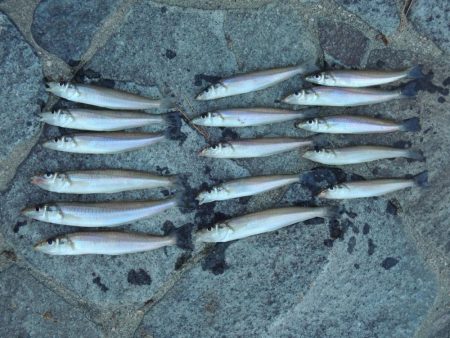 落ちギス釣り　群れは小さい