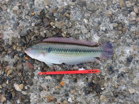 良型アジは釣れず