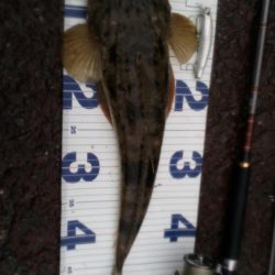 そろそろ川は厳しいかな・・・。