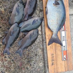 和歌山市江(吉丸渡船)でグレ釣り