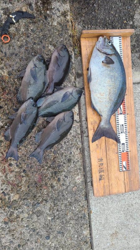 和歌山市江(吉丸渡船)でグレ釣り