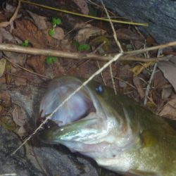 １１月１３日　一庫ダム釣行