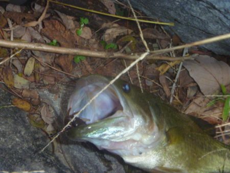 １１月１３日　一庫ダム釣行