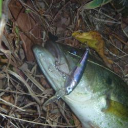 一庫ダム釣行　11月14日