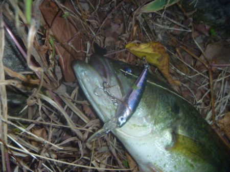 一庫ダム釣行　11月14日