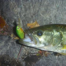 一庫ダム釣行　11月17日