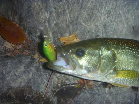 一庫ダム釣行　11月17日