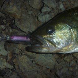 一庫ダム釣行　11月20日