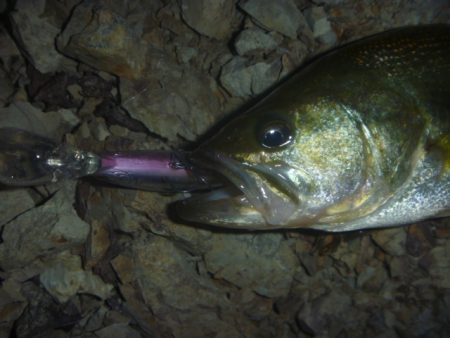 一庫ダム釣行　11月20日