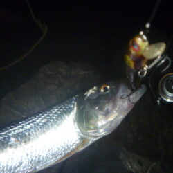 淡水魚釣行　11月25日