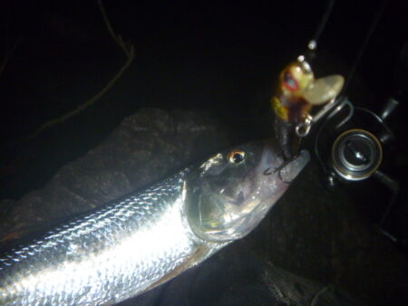 淡水魚釣行　11月25日