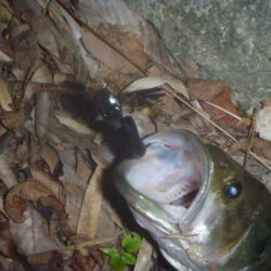 一庫ダム釣行　11月28日