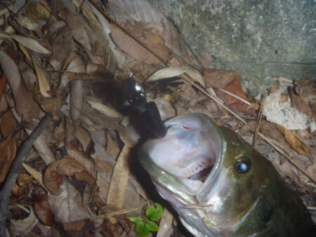 一庫ダム釣行　11月28日