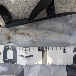 爆風の中エギング