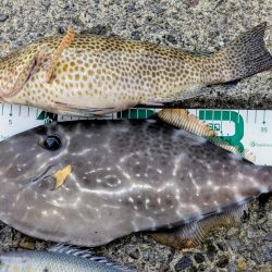 高知の獲物は大きいぞ