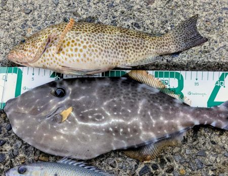 高知の獲物は大きいぞ