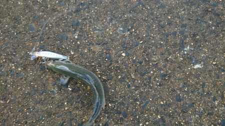 何匹釣っても20センチ(笑)