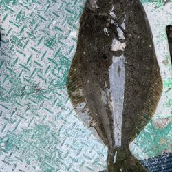 銚子沖、イワシ泳がせヒラメ