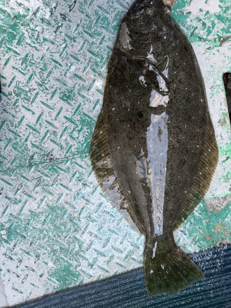 銚子沖、イワシ泳がせヒラメ