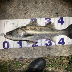 シーバスフィッシング