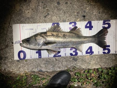 シーバスフィッシング