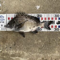 西宮浜西護岸チヌ、キビレ等