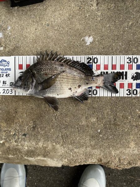 西宮浜西護岸チヌ、キビレ等