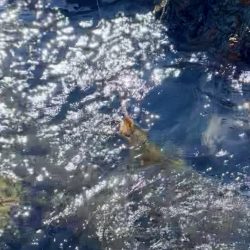 ランガンエギング