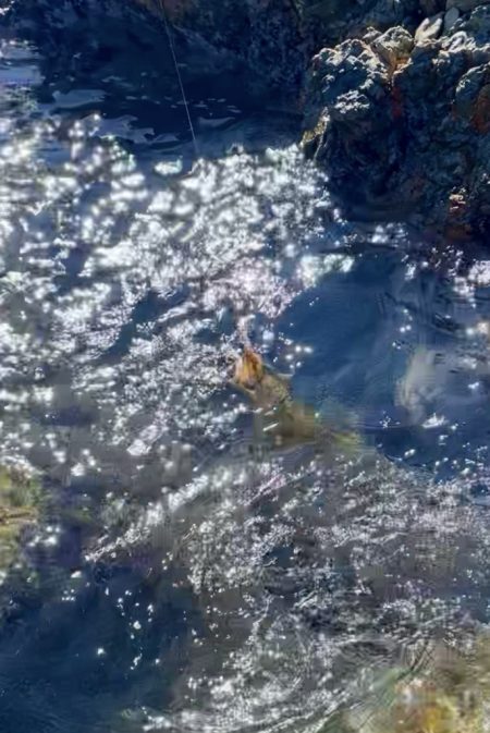 ランガンエギング