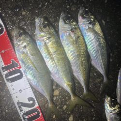 飲み会用食材の確保釣行