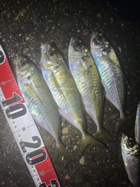 飲み会用食材の確保釣行