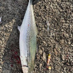 鰤、サワラ探し