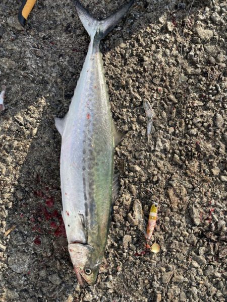 鰤、サワラ探し