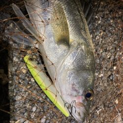 シーバスフィッシング