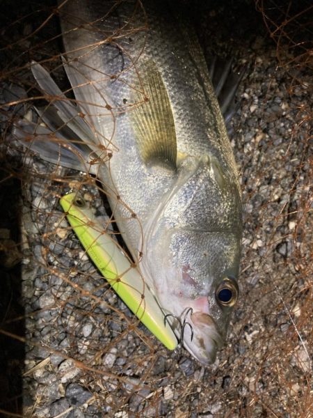 シーバスフィッシング