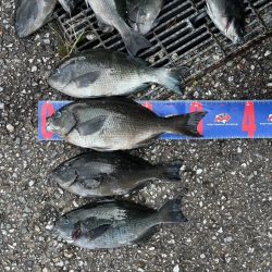 魚津港 フカセ釣り