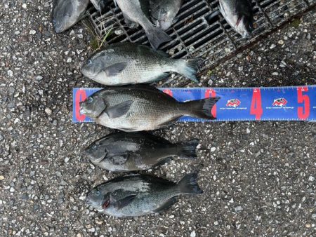 魚津港 フカセ釣り