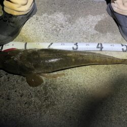 ダイソーＶＪでマゴチ