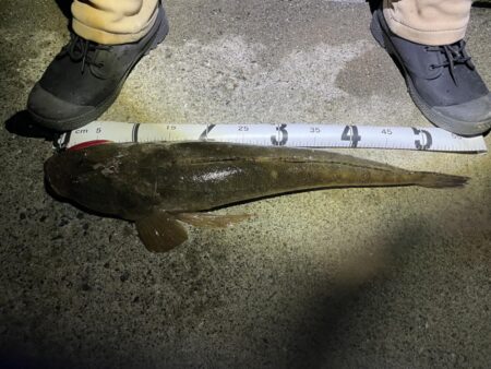 ダイソーＶＪでマゴチ