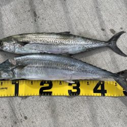 久しぶりに、、