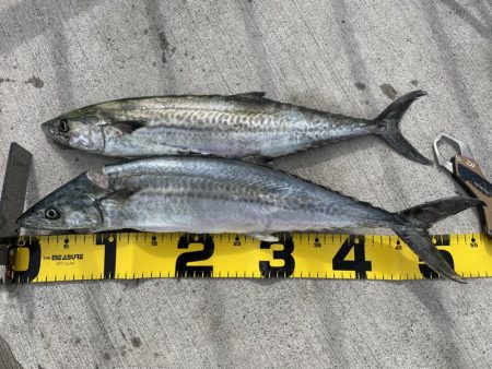 久しぶりに、、