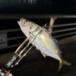 アジングしてきました