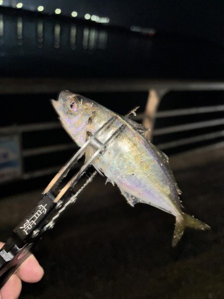 アジングしてきました