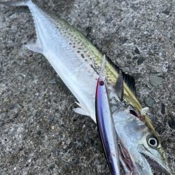 メジロ、ハマチ、サゴシ！