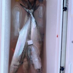 神戸沖キャスティング