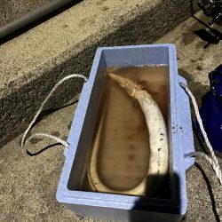 アジングとハモ