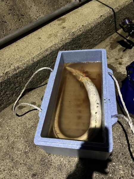 アジングとハモ