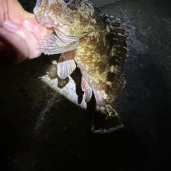 新規開拓アジング