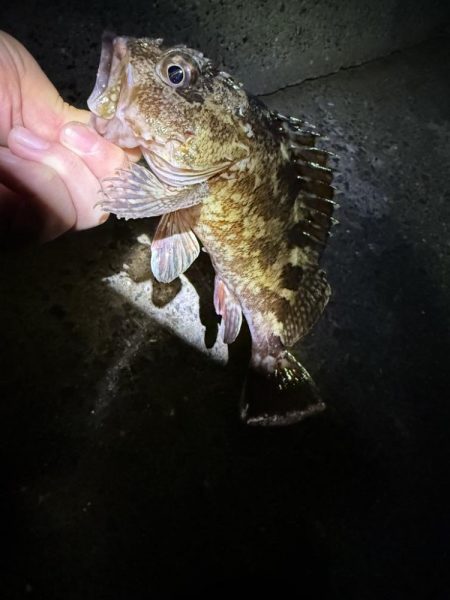 新規開拓アジング